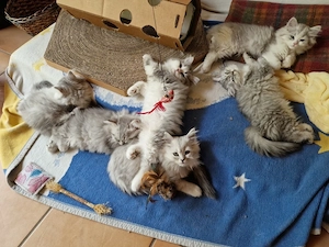 Noch 2 BLH Kitten in liebevolle Hände abzugeben 