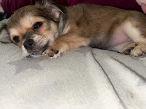 Chihuahua Dackel Mix Welpen 