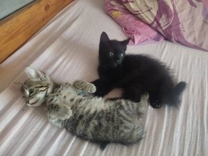 Katzenbabys Kätzchen 10 Wochen alt
