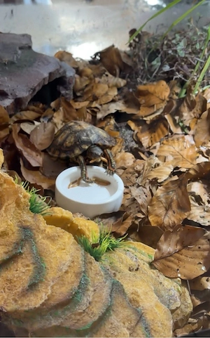 Rhinoclemmys pulcherrima manni mit Terrarium abzugeben