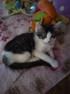 Sphynx Mix Kitten 