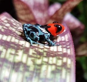 Dendrobaten, Oophaga, Ranitomeya, Phyllobates, Laubfrosch 