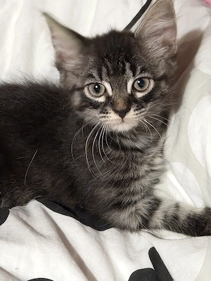 Sphynx Mix Kitten 