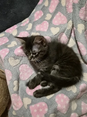 Sphynx Mix Kitten 