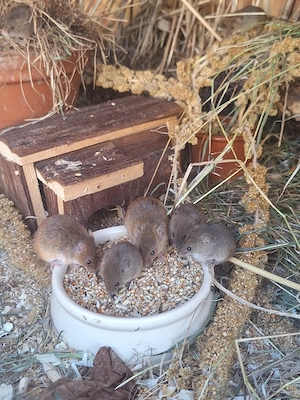 Eurasische Zwergmaus 