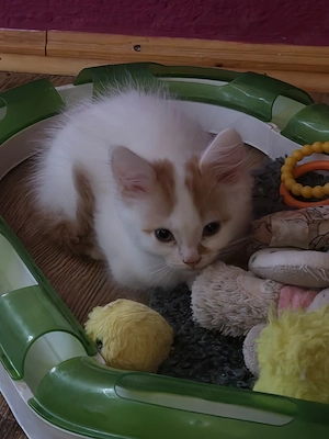 Perser-Main coon Mix Kitten 