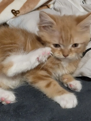 Perser-Main coon Mix Kitten 