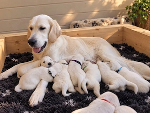 Golden Retriever Welpen in liebevolle Hände abzugeben