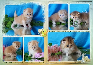 Wunderschöne BKH und BLH Kitten mit Stammbaum.