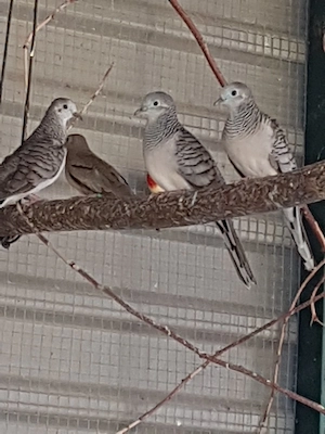 Friedenstäubchen mit DNA 