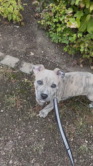 American Bulldog Mix