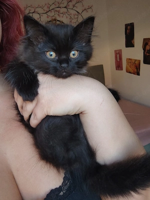 BLH Ragdoll Katze Kitten Britisch Langhaar Britisch Kurzhaar BKH