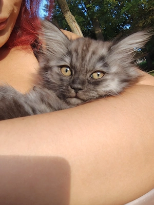 Britisch Langhaar Britisch Kurzhaar Ragdoll