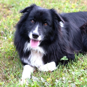 Alain Delon - 8 Jahre - Border Collie - Tierhilfe Franken e.V.
