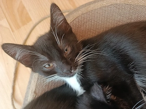 Babykatze Abgabebereit 