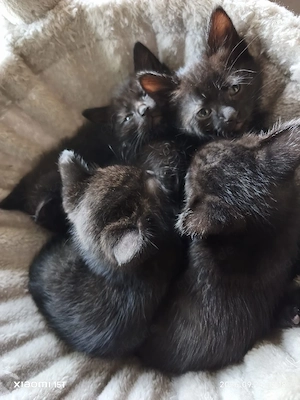 kitten vom 6.08.2026
