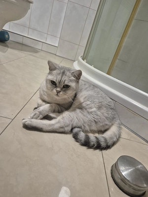 Bkh kater kastriert