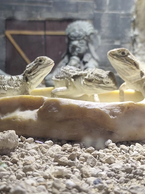 Drei weibliche Zwergbartagamen mit Terrarium und komplettem Zubehör abzugeben