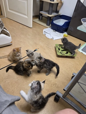 Maine Coone Kitten, rein rassig, ohne Stammbaum 