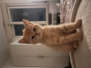 8 Wochen alte Katzen Babys - für Allergiker geeignet 