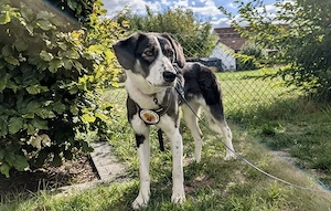 Tash sucht ein freies Körbchen