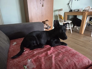 Mrki sucht seine passende Familie