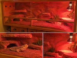 Bartargame mit Terrarium 