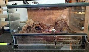 Terrarium 40x30x25 Doppellüftung mit Zubehör und Schloss abzugeben. Top Qualität.