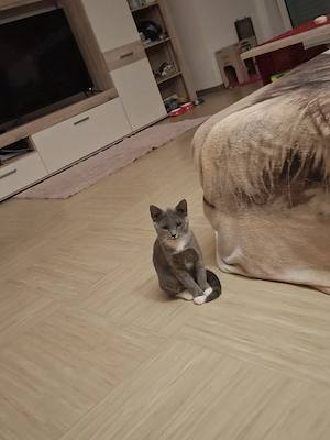 verkaufe mein katze emyle