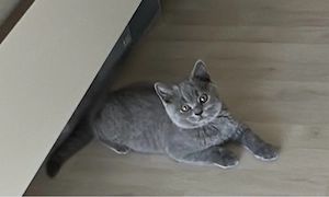 Wunderschöner BKH Kater   verschmust, verspielt & stubenrein
