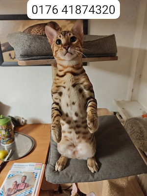 Bengal Kitten wunderschöne Bengalkatze Brown Rosetted Kater