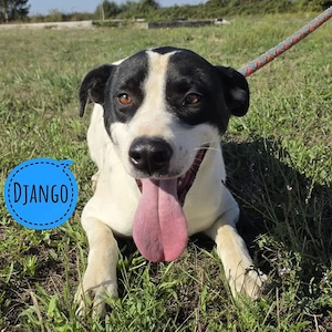 Django, bildhübscher Vorstehhund   Bracke Rüde, menschenbezogen, gutmütig und verschmust