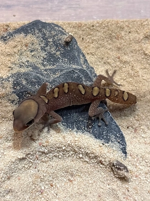 Diplodactylus galeatus