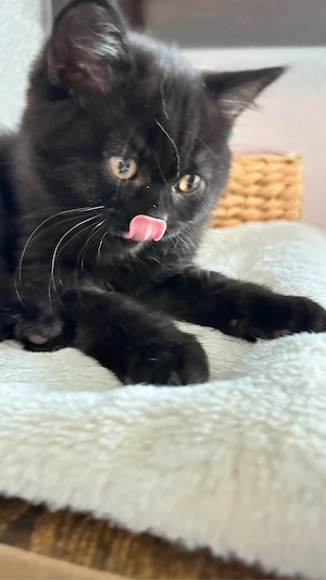 Reinrassige BKH-Kitten - kleine Traumkätzchen suchen ihr Zuhause Bild 8