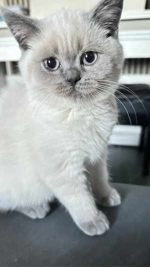 Reinrassige BKH-Kitten - kleine Traumkätzchen suchen ihr Zuhause Bild 9