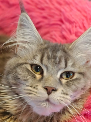 Maine Coon Kätzin mit Stammbaum