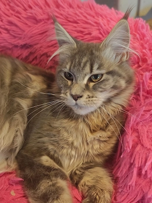 Maine Coon Kätzin mit Stammbaum