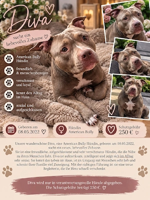 American bully Hündin schweren Herzens abzugeben. 