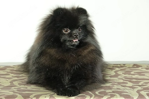 Kleine, freche Zwergspitz (Pomeranian) Hündin Winnie zu verkaufen