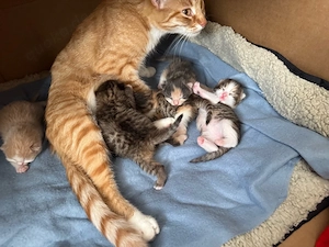 Babykatzen