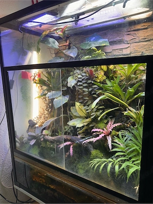Terrarium mit wasserteil