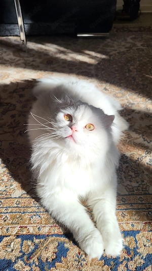 Wunderschöner weißer Kater mit wunderschönen grünen Augen sucht ein liebevolles neues Zuhause.   