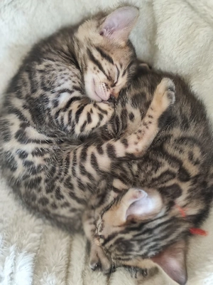 Bengal kitten 