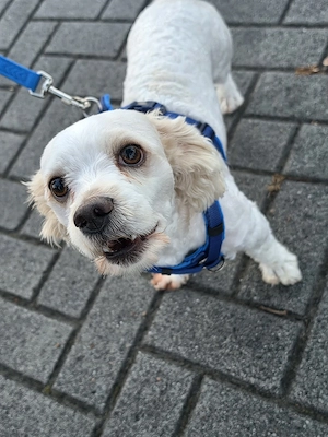 Sam sucht liebevolles neues Zuhause 