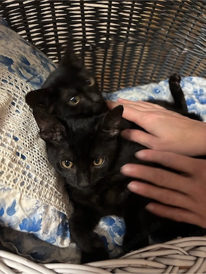 Katzenbabys