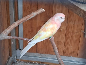 Bourkesittich 