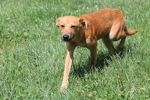 Lotti, geb. Januar 2026, kastriert