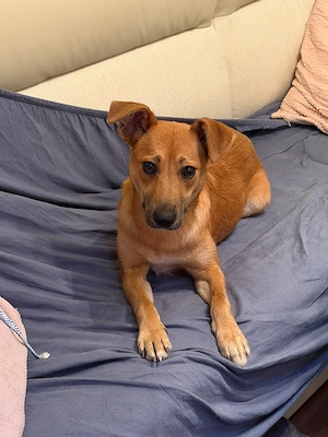Lotti, geb. Januar 2026, kastriert