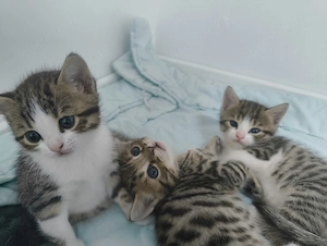 Bengal Mix Kitten 