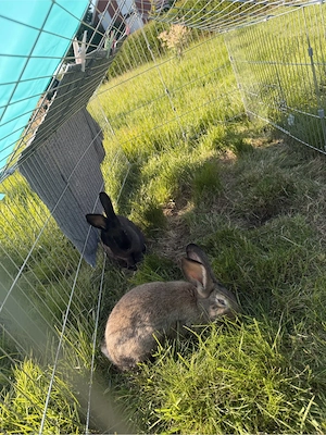 kaninchen 